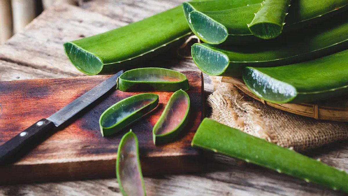 Binlerce Yıldır İnsanlığın Şifa Kaynaklarından Olan ’Aloe Vera’ Bitkisi Hakkında 8 İlginç Bilgi