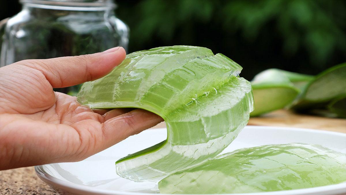 Binlerce Yıldır İnsanlığın Şifa Kaynaklarından Olan ’Aloe Vera’ Bitkisi Hakkında 8 İlginç Bilgi