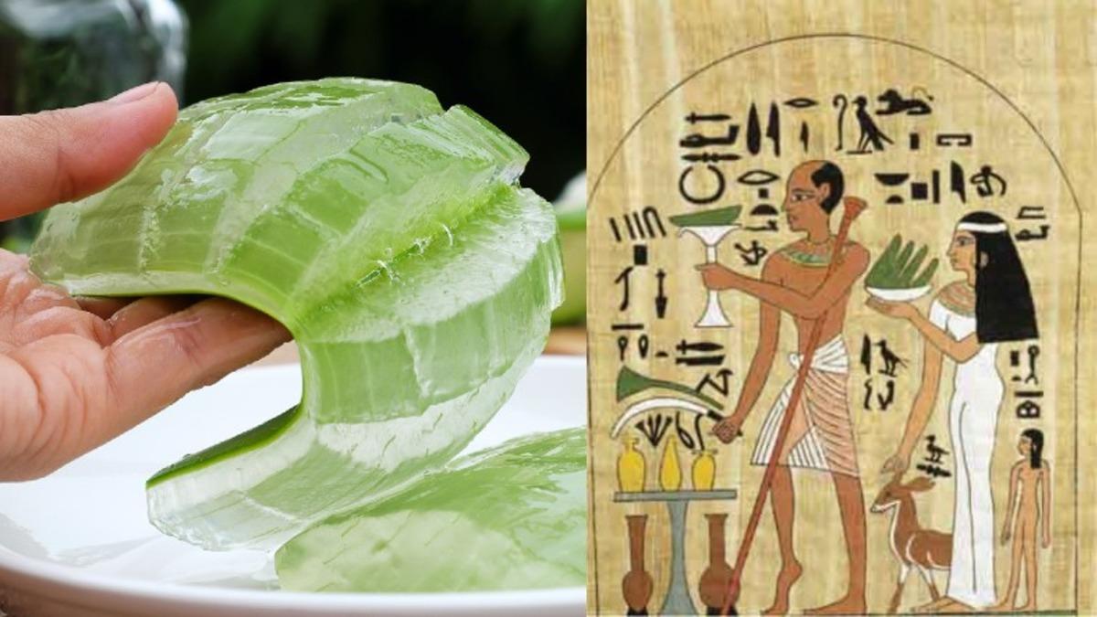 Binlerce Yıldır İnsanlığın Şifa Kaynaklarından Olan ’Aloe Vera’ Bitkisi Hakkında 8 İlginç Bilgi