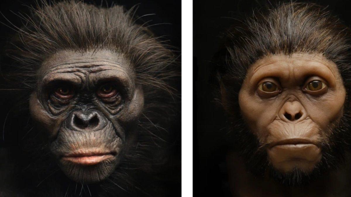 İnsanoğlunun Eski Atalarından Olan İki Kişinin Suratları Yeniden Canlandırıldı