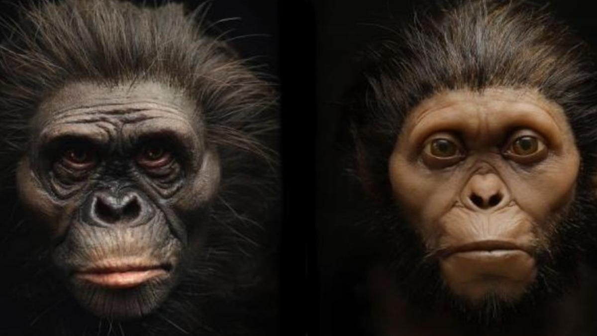 İnsanoğlunun Eski Atalarından Olan İki Kişinin Suratları Yeniden Canlandırıldı