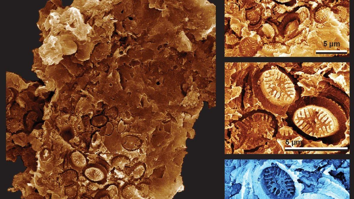 Bilim İnsanları, Tek Hücreli Canlıların ’Hayalet’ Fosillerini Keşfetti: Küresel Isınmaya Işık Tutabilir