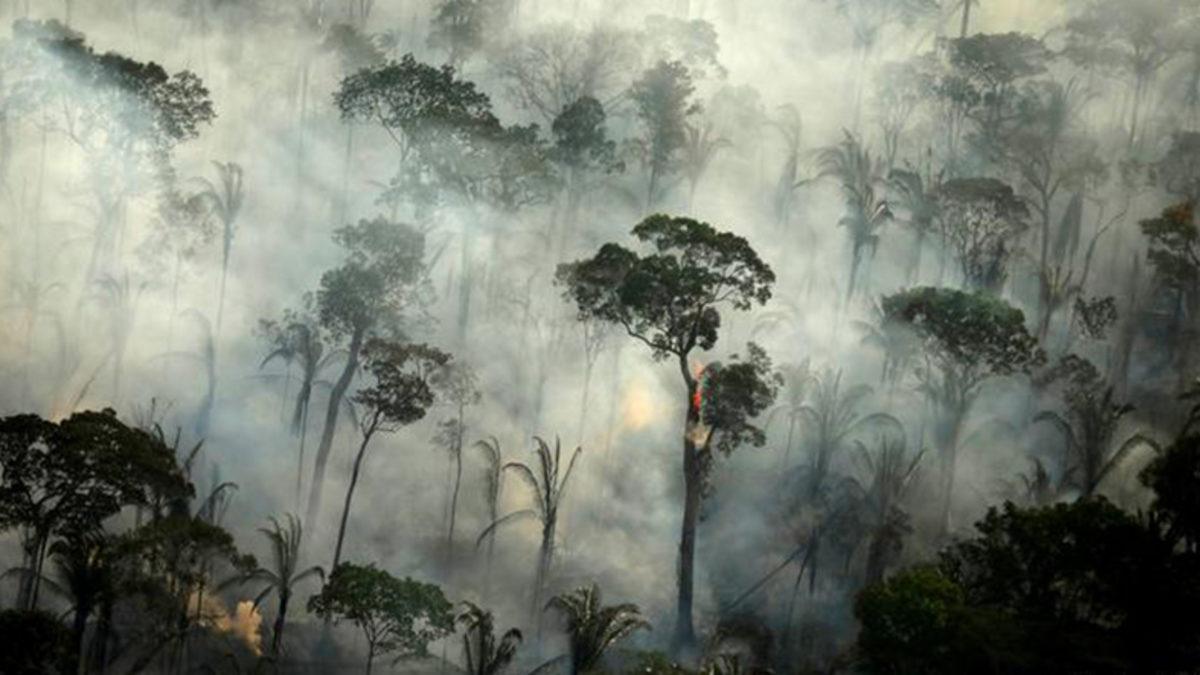 İklim Değişikliği Yağmur Ormanlarını Yok Ediyor: Küresel Isınmayla Mücadele Çok Daha Zorlaşabilir!