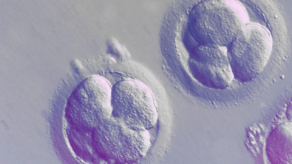 Bilim İnsanları, İnsan Embriyosundaki Araştırmalara Konulan Süre Sınırının Uzatılmasını İstiyor