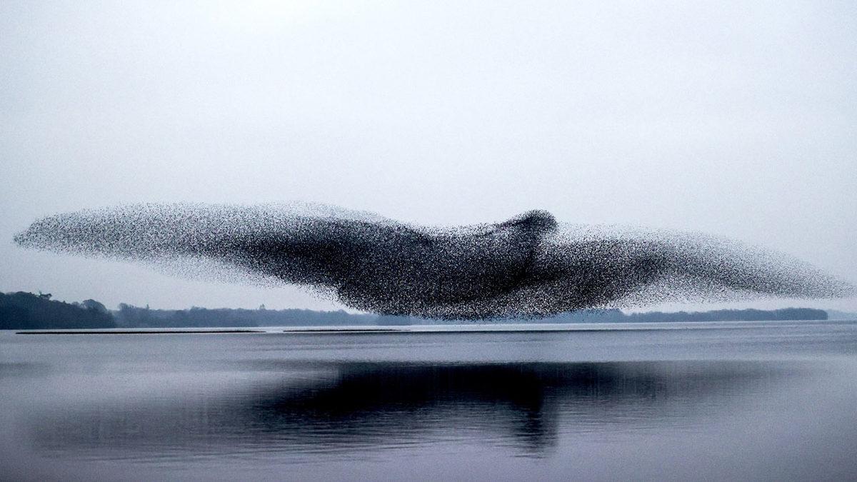 Sığırcık Sürüsünün 1 Saniyeden Daha Kısa Süreliğine Kuş Şeklini Aldığı Anlar Bir Fotoğrafçı Tarafından Yakalandı
