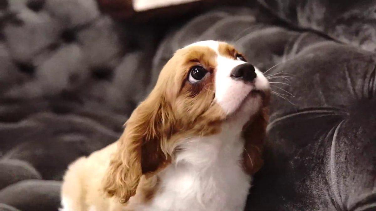 Her Biri Diğerinden Sevimli Küçük Köpek Cinsleri ve Özellikleri