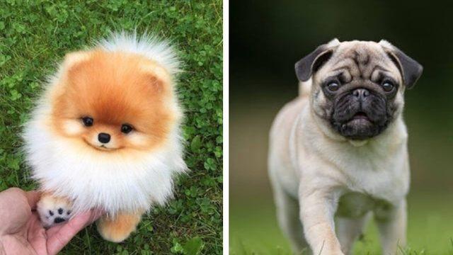 Her Biri Diğerinden Sevimli Küçük Köpek Cinsleri ve Özellikleri