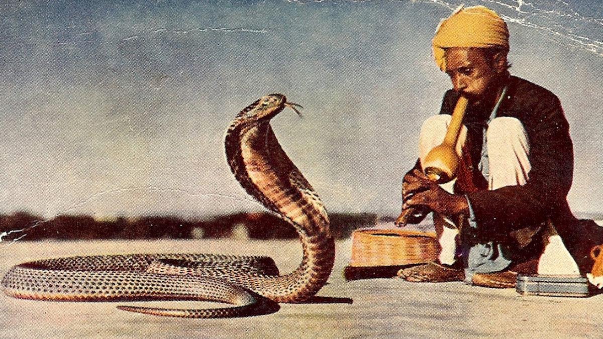 Başına Para Ödülü Konulan Kobra Yılanları, Koca Bir Ülkeyi Nasıl Küçük Düşürdü? İşte 100 Yıl Önce Yaşanan Olaylar
