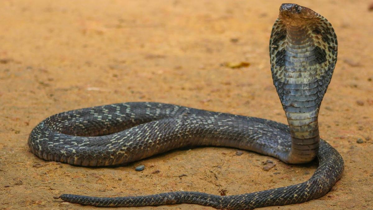 Başına Para Ödülü Konulan Kobra Yılanları, Koca Bir Ülkeyi Nasıl Küçük Düşürdü? İşte 100 Yıl Önce Yaşanan Olaylar