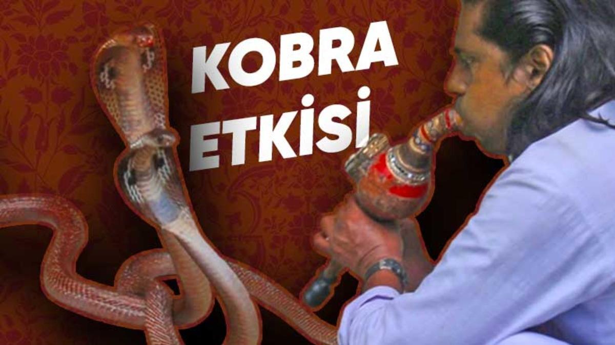 Başına Para Ödülü Konulan Kobra Yılanları, Koca Bir Ülkeyi Nasıl Küçük Düşürdü? İşte 100 Yıl Önce Yaşanan Olaylar