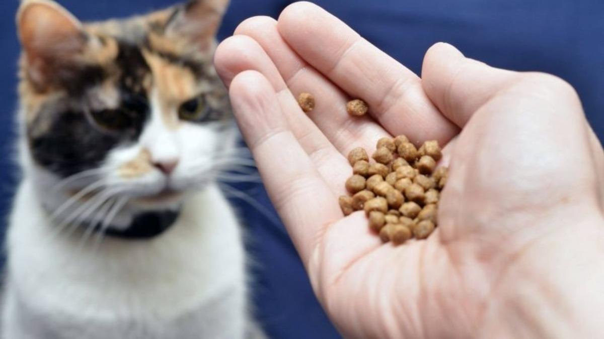 Kedi ya da Köpek Maması Yiyen Bir İnsana Ne Olur?