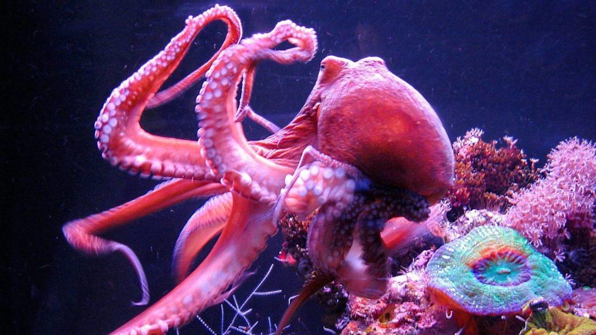 Ahtapotların Bu Dünyaya Ait Olmadıklarını Kanıtlar Nitelikteki 8 Sıra Dışı Özellikleri