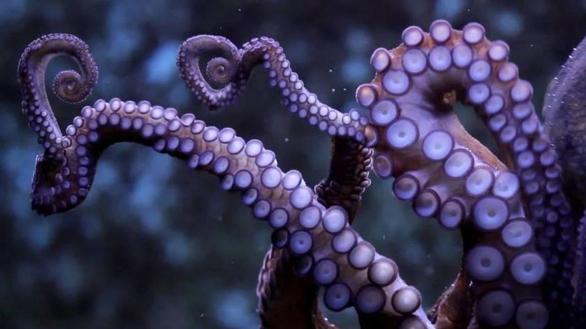 Ahtapotların Bu Dünyaya Ait Olmadıklarını Kanıtlar Nitelikteki 8 Sıra Dışı Özellikleri