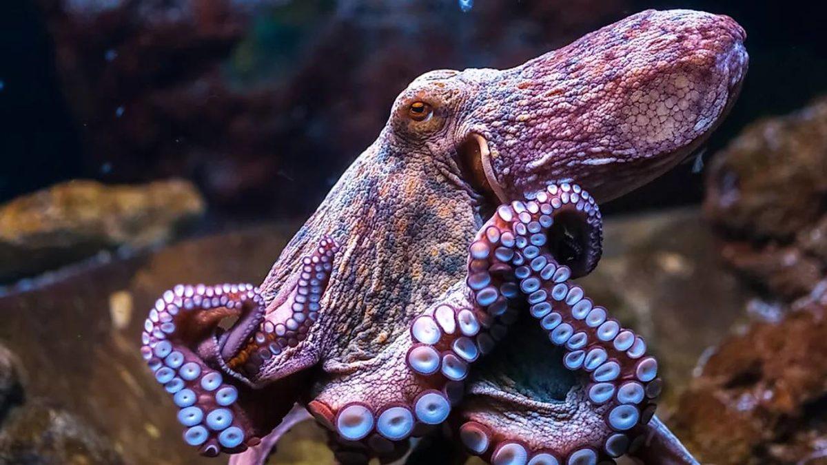 Ahtapotların Bu Dünyaya Ait Olmadıklarını Kanıtlar Nitelikteki 8 Sıra Dışı Özellikleri