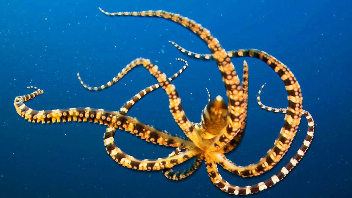 Ahtapotların Bu Dünyaya Ait Olmadıklarını Kanıtlar Nitelikteki 8 Sıra Dışı Özellikleri