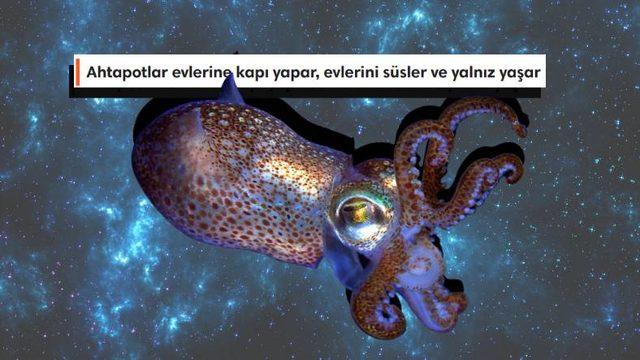 Ahtapotların Bu Dünyaya Ait Olmadıklarını Kanıtlar Nitelikteki 8 Sıra Dışı Özellikleri