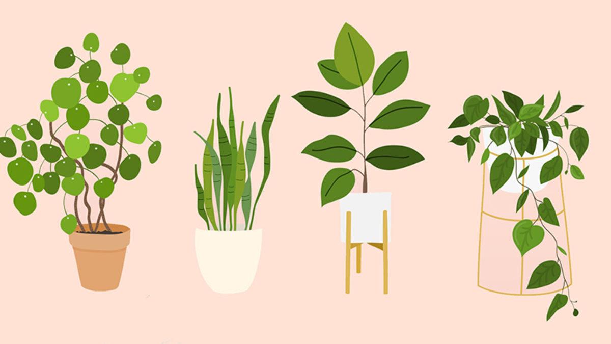 30 Yıllık Biyolojik Gizem Çözüldü: Bitkilerin Daha Hızlı Mahsul Vermesi Sağlanarak Gıda Kıtlığı Önlenebilir