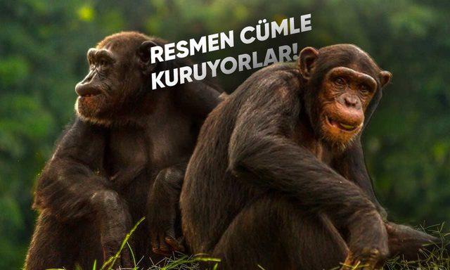 Şempanzelerin Konuşurken Kullandıkları ’Gizli Dil’ Keşfedildi: İşte Araştırma Sonuçları