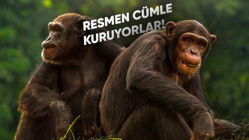 Şempanzelerin Konuşurken Kullandıkları ’Gizli Dil’ Keşfedildi: İşte Araştırma Sonuçları