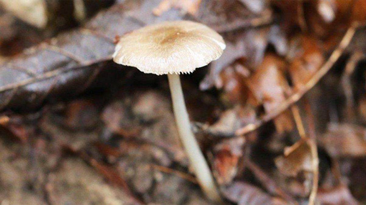 Artvin’de Sadece Türkiye’de Yetişen Bir Mantar Türü Keşfedildi
