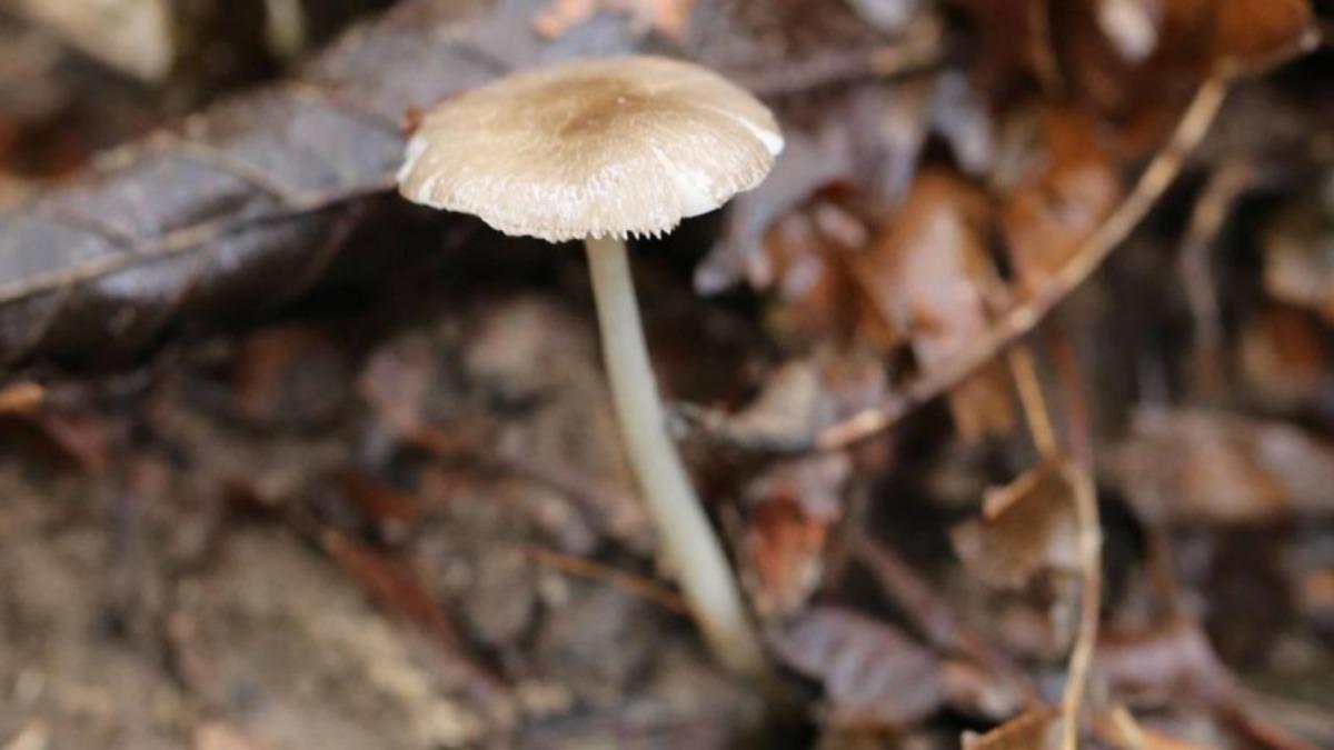 Artvin’de Sadece Türkiye’de Yetişen Bir Mantar Türü Keşfedildi