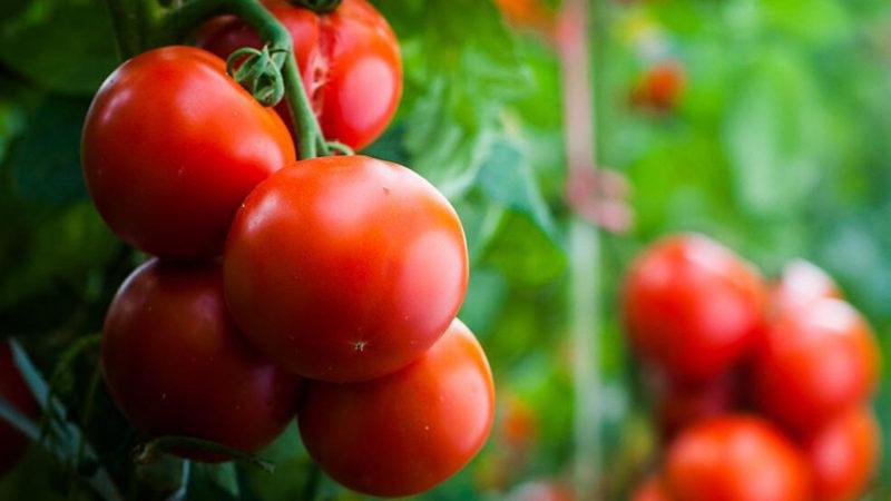 Domatesler, Genetik Mühendisliği ile ’D Vitamini’ Deposuna Dönüştürüldü: D Vitamini Eksikliği Tarih Olabilir!