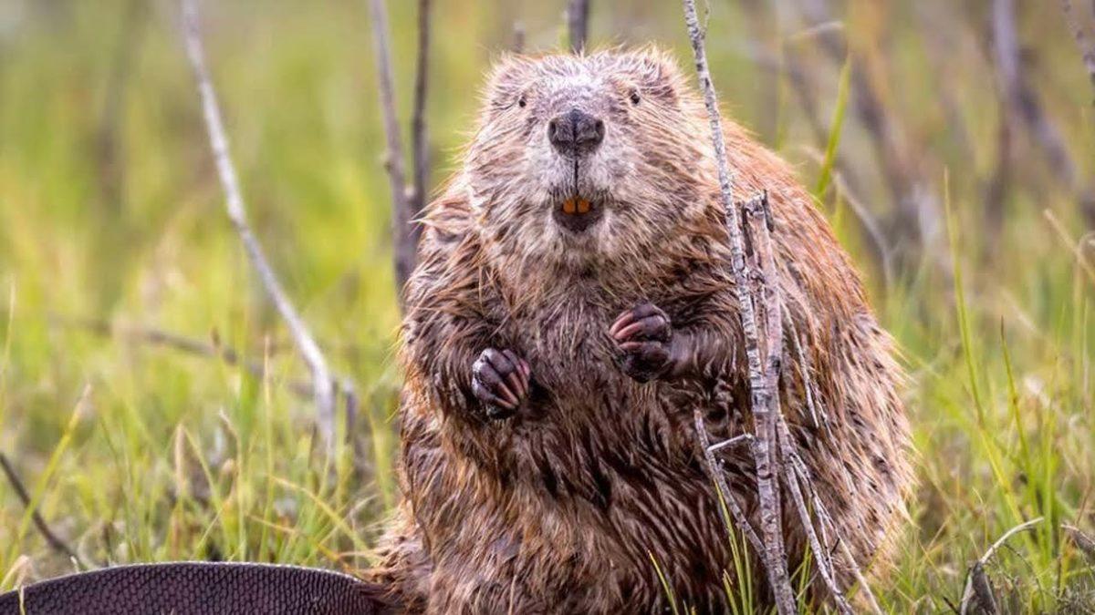 Baraj Yapma Ustası Kunduzlar Hakkında Duyunca Şaşıracağınız 9 İlginç Bilgi