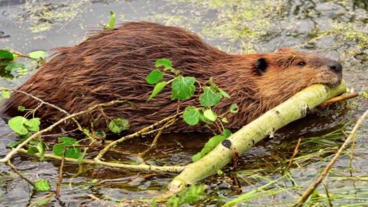 Baraj Yapma Ustası Kunduzlar Hakkında Duyunca Şaşıracağınız 9 İlginç Bilgi