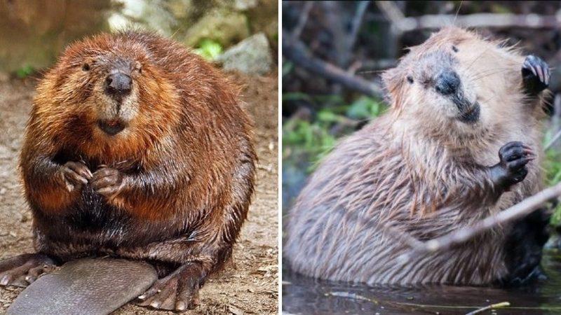 Baraj Yapma Ustası Kunduzlar Hakkında Duyunca Şaşıracağınız 9 İlginç Bilgi