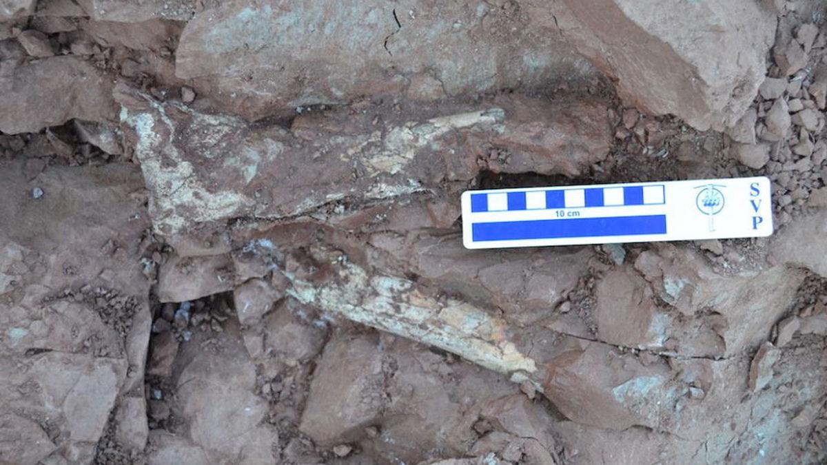 86 Milyon Yıl Önce Yaşamış 