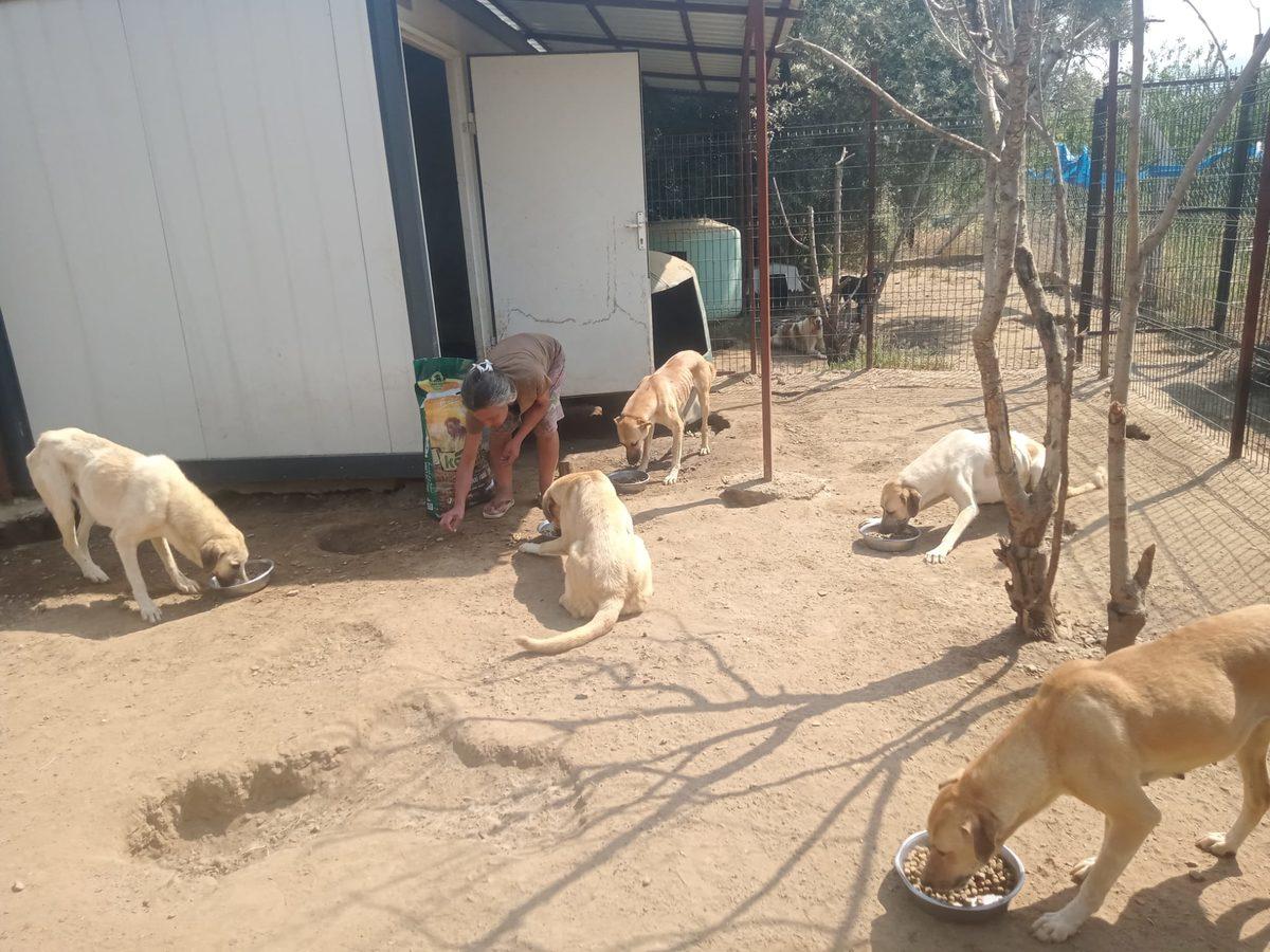Sözümüzü Tuttuk: Sergimizden Elde Edilen Gelir Hayvan Barınaklarına Bağışlandı