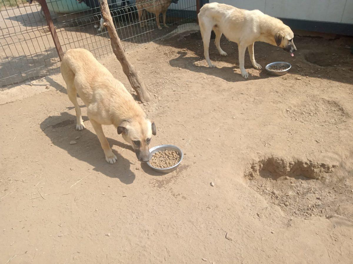 Sözümüzü Tuttuk: Sergimizden Elde Edilen Gelir Hayvan Barınaklarına Bağışlandı