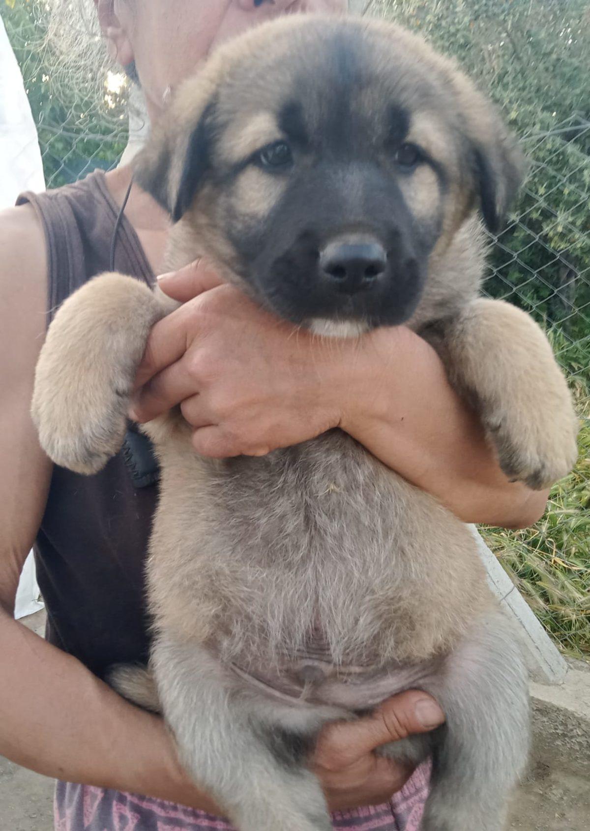 Sözümüzü Tuttuk: Sergimizden Elde Edilen Gelir Hayvan Barınaklarına Bağışlandı