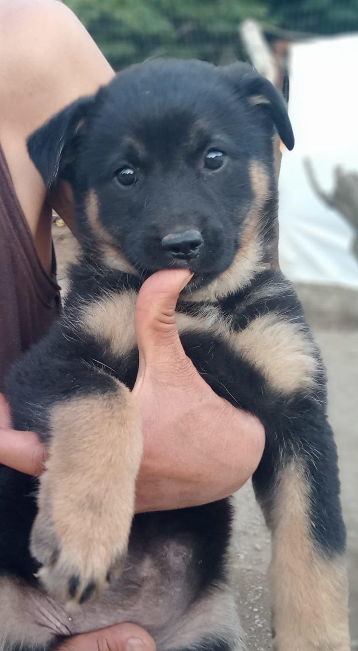 Sözümüzü Tuttuk: Sergimizden Elde Edilen Gelir Hayvan Barınaklarına Bağışlandı
