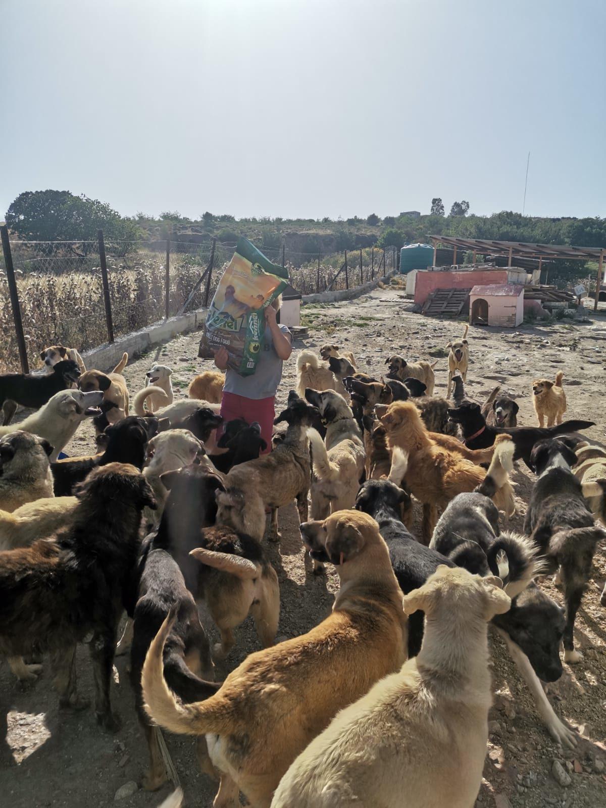 Sözümüzü Tuttuk: Sergimizden Elde Edilen Gelir Hayvan Barınaklarına Bağışlandı