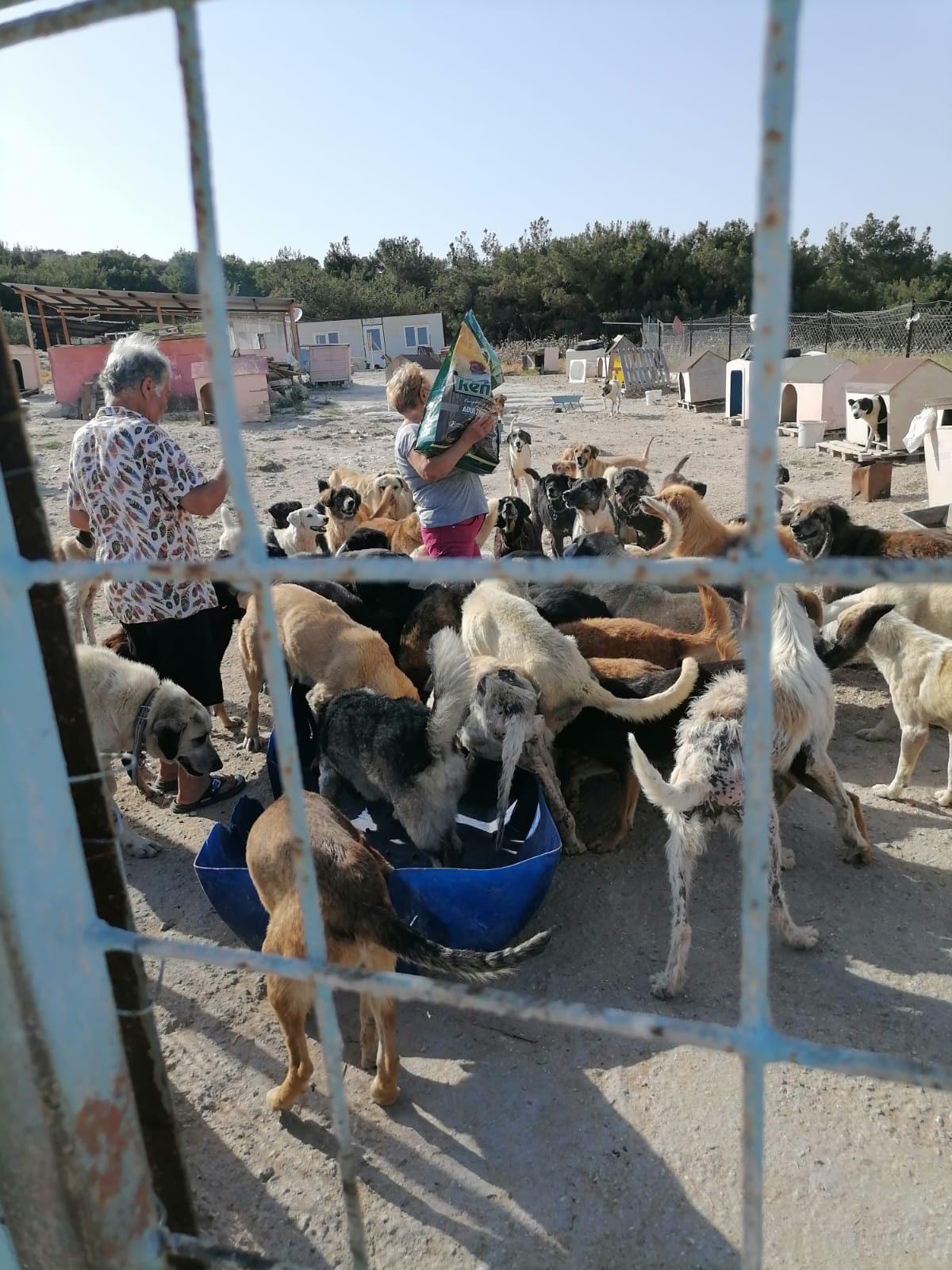 Sözümüzü Tuttuk: Sergimizden Elde Edilen Gelir Hayvan Barınaklarına Bağışlandı