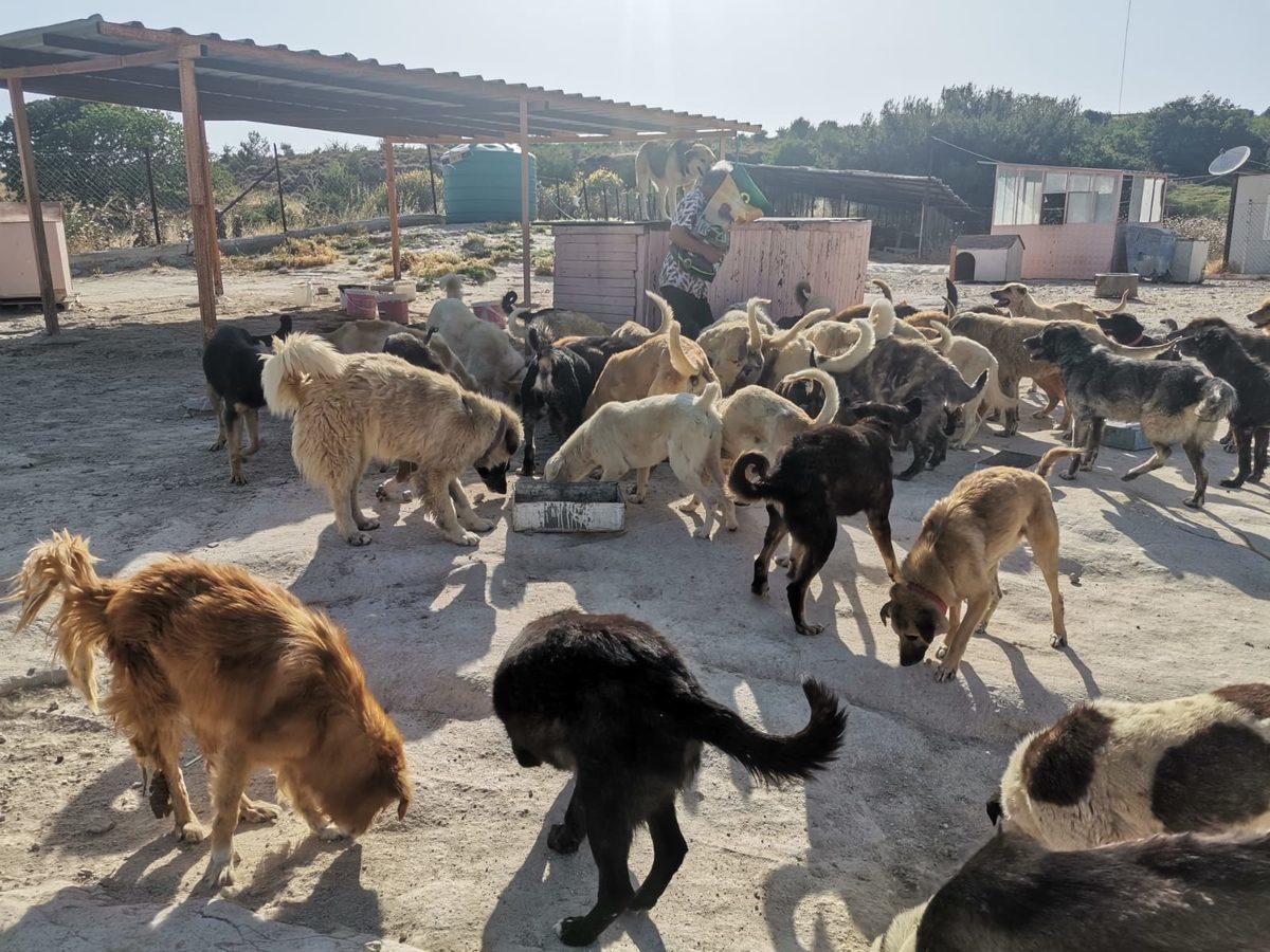 Sözümüzü Tuttuk: Sergimizden Elde Edilen Gelir Hayvan Barınaklarına Bağışlandı