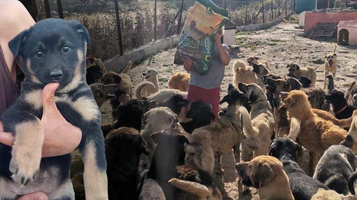 Sözümüzü Tuttuk: Sergimizden Elde Edilen Gelir Hayvan Barınaklarına Bağışlandı