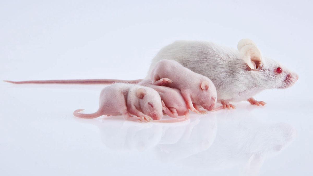 Laboratuvar Deneylerinde Neden Genellikle Bu Beyaz Farelerden Kullanılır?