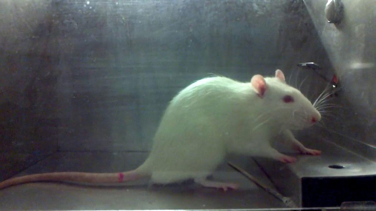 Laboratuvar Deneylerinde Neden Genellikle Bu Beyaz Farelerden Kullanılır?