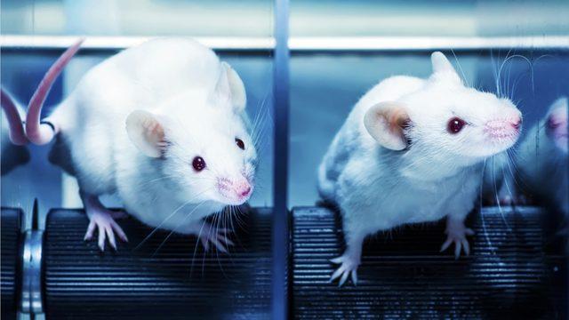 Laboratuvar Deneylerinde Neden Genellikle Bu Beyaz Farelerden Kullanılır?