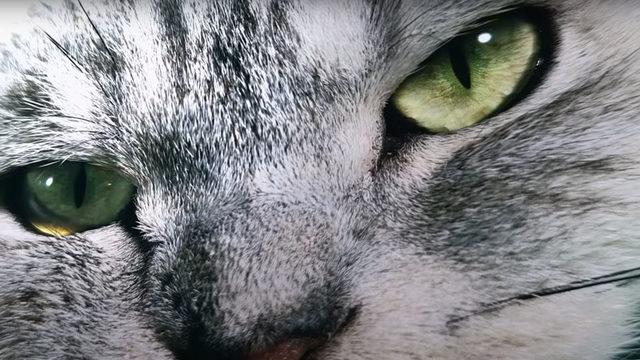 200 MP Kameralı Telefonların Ne Kadar Kaliteli Fotoğraflar Çekebileceğini Gösteren Video (Dikkat, Kedi İçerir!)