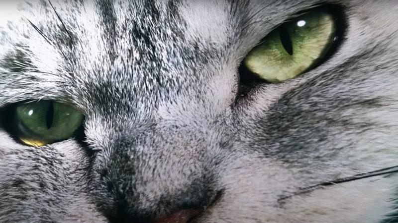 200 MP Kameralı Telefonların Ne Kadar Kaliteli Fotoğraflar Çekebileceğini Gösteren Video (Dikkat, Kedi İçerir!)