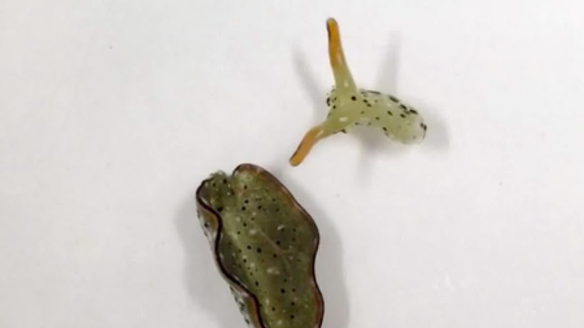 Kendi Kafasını Koparıp Yaşamaya Devam Eden Bir Deniz Canlısı Keşfedildi