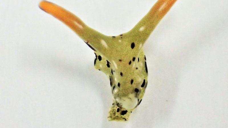 Kendi Kafasını Koparıp Yaşamaya Devam Eden Bir Deniz Canlısı Keşfedildi