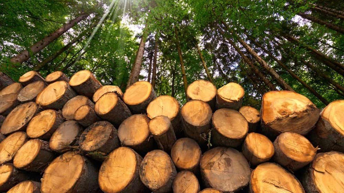 Laboratuvar Ortamında Ahşap Üretilebileceği Açıklandı: Gelecekte Çevre Dostu Ev ve Mobilya Yapımında Kullanılabilir