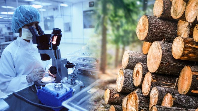Laboratuvar Ortamında Ahşap Üretilebileceği Açıklandı: Gelecekte Çevre Dostu Ev ve Mobilya Yapımında Kullanılabilir