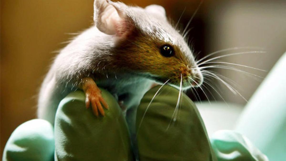 Bilim İnsanları, HIV İlacının Hafıza Kaybını Tersine Çevirdiğini Keşfetti: Alzheimer’a Çözüm Olabilir