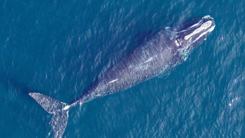 Nesli Tükenmekte Olan Balinalar Robotlar Yardımıyla Kurtarılabilir: Peki Nasıl?