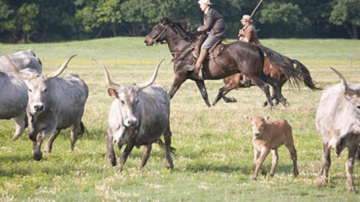Hepimizin Aklındaki O Meşhur Soru: İneği İlk Kim Sağdı?
